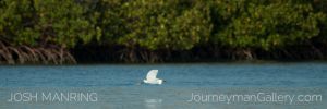 Josh Manring Photographer Decor Wall Art -  Florida Birds Everglades -40.jpg